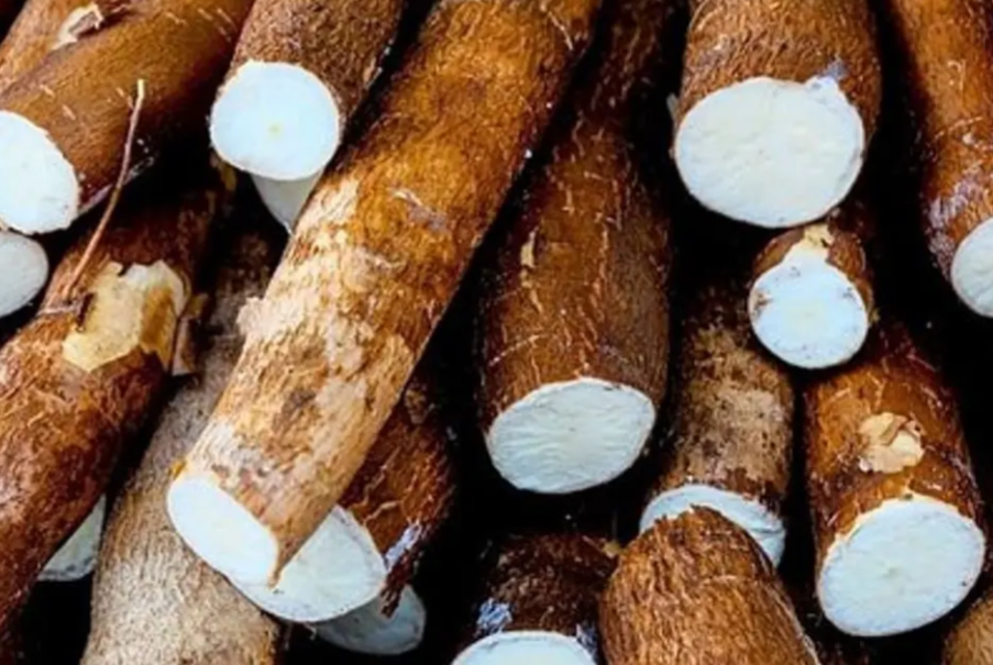 4 tubers of Sweet White Yam
